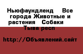 Ньюфаундленд  - Все города Животные и растения » Собаки   . Тыва респ.